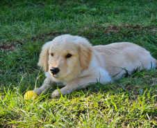 PMPR inicia projeto de terapia com cães para crianças com Transtorno do Espectro Autista