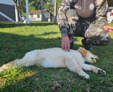 PMPR inicia projeto de terapia com cães para crianças com Transtorno do Espectro Autista
