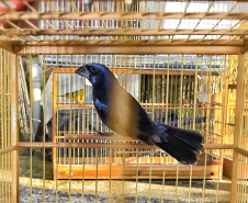IAT avalia animais apreendidos em megaoperação da PCPR: veja as espécies exóticas