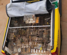 Em operação conjunta com a Polícia Ambiental, IAT apreende 57 pássaros em Ibaiti