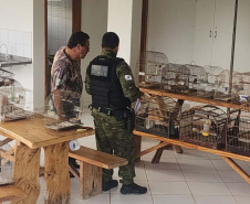 Em operação conjunta com a Polícia Ambiental, IAT apreende 57 pássaros em Ibaiti