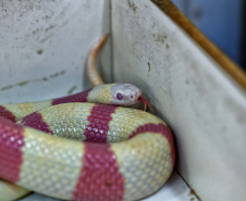 IAT avalia animais apreendidos em megaoperação da PCPR: veja as espécies exóticas