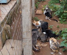 PCPR indicia dois homens por maus-tratos contra 12 gatos em Teixeira Soares