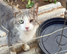 PCPR indicia dois homens por maus-tratos contra 12 gatos em Teixeira Soares