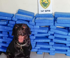 Faro apurado: canis da PMPR causam prejuízo de R$ 900 milhões ao crime desde 2023