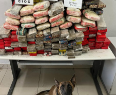 Faro apurado: canis da PMPR causam prejuízo de R$ 900 milhões ao crime desde 2023
