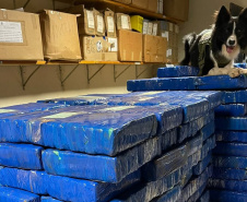 Faro apurado: canis da PMPR causam prejuízo de R$ 900 milhões ao crime desde 2023