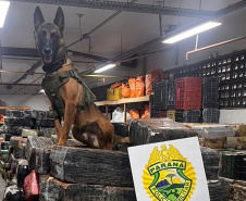 Faro apurado: canis da PMPR causam prejuízo de R$ 900 milhões ao crime desde 2023