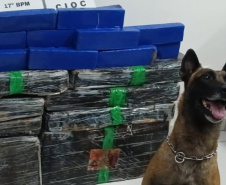Faro apurado: canis da PMPR causam prejuízo de R$ 900 milhões ao crime desde 2023