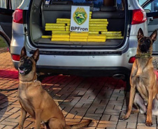 Faro apurado: canis da PMPR causam prejuízo de R$ 900 milhões ao crime desde 2023