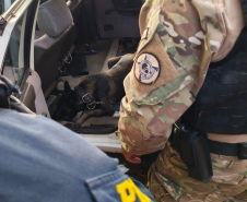 Cadela da Polícia Penal do Paraná encontra 81 kg de maconha em ação com a PRF