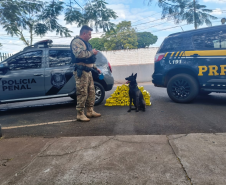 Cadela da Polícia Penal do Paraná encontra 81 kg de maconha em ação com a PRF