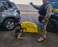 Cadela da Polícia Penal do Paraná encontra 81 kg de maconha em ação com a PRF