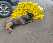 Cadela da Polícia Penal do Paraná encontra 81 kg de maconha em ação com a PRF