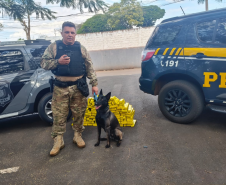 Cadela da Polícia Penal do Paraná encontra 81 kg de maconha em ação com a PRF