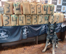 Operações com cães da PCPR ajudaram a tirar 5,7 toneladas de drogas de circulação em 2025