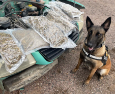 Operações com cães da PCPR ajudaram a tirar 5,7 toneladas de drogas de circulação em 2025