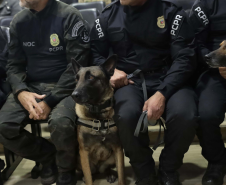 Operações com cães da PCPR ajudaram a tirar 5,7 toneladas de drogas de circulação em 2025