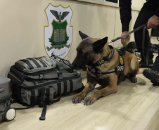 Operações com cães da PCPR ajudaram a tirar 5,7 toneladas de drogas de circulação em 2025