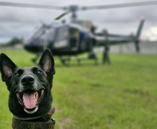 Operações com cães da PCPR ajudaram a tirar 5,7 toneladas de drogas de circulação em 2025