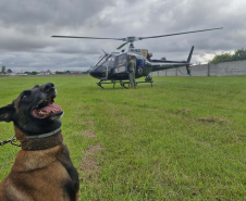 Operações com cães da PCPR ajudaram a tirar 5,7 toneladas de drogas de circulação em 2025