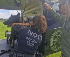 Operações com cães da PCPR ajudaram a tirar 5,7 toneladas de drogas de circulação em 2025
