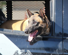 1ª Cãocorrida da CIOC celebra sucesso de cães da PM no combate ao crime