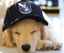 1ª Cãocorrida da CIOC celebra sucesso de cães da PM no combate ao crime