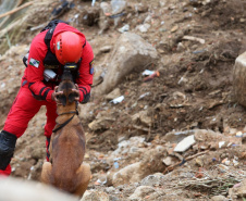 Cães de salvamento e resgate