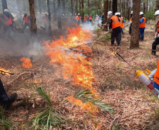 Incêndios florestais caem 50% em agosto no Paraná, mas tempo seco em setembro aumenta o risco