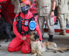 Cães de salvamento e resgate