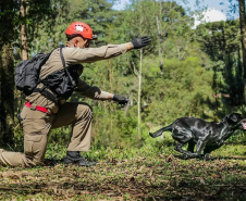 Cães de salvamento e resgate