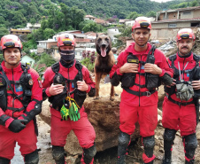 Cães de salvamento e resgate
