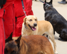 Cães de salvamento e resgate
