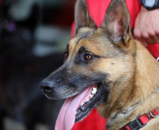 Cães de salvamento e resgate