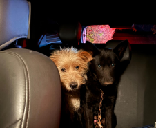 Perita da Polícia Científica do Paraná resgata animais após acidente com vítimas fatais