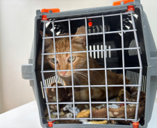 Perita da Polícia Científica do Paraná resgata animais após acidente com vítimas fatais