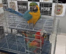 PCPR, PMPR e IAT prendem mulher por tráfico de animais em Guarapuava