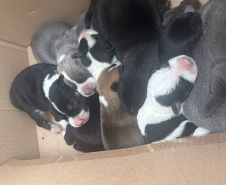 PMPR resgata cachorra ferida e seus filhotes em área de mata em Colombo