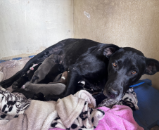 PMPR resgata cachorra ferida e seus filhotes em área de mata em Colombo