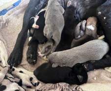 PMPR resgata cachorra ferida e seus filhotes em área de mata em Colombo