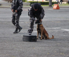 Inscrições da 1ª Cãocorrida da Companhia com Cães da PMPR se encerram nesta segunda (20)