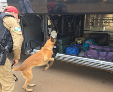 Em um ano, Companhia com Cães da PMPR causa prejuízo de R$ 300 milhões ao crime