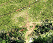 Operação Mata Atlântica em Pé: PMPR aplica mais de R$ 19 milhões em multas