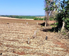 Operação Mata Atlântica em Pé: PMPR aplica mais de R$ 19 milhões em multas