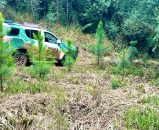 Operação Mata Atlântica em Pé: PMPR aplica mais de R$ 19 milhões em multas