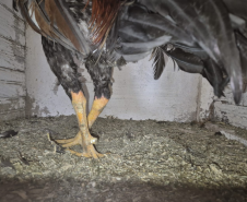 PMPR resgata 24 galos mutilados em ação contra rinha e maus-tratos