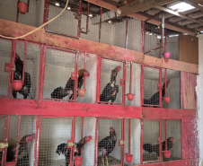 PMPR resgata 24 galos mutilados em ação contra rinha e maus-tratos