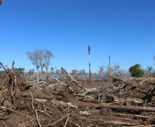 Ciência e perícia: como a Polícia Científica atua em crimes contra o meio ambiente