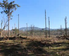 Ciência e perícia: como a Polícia Científica atua em crimes contra o meio ambiente